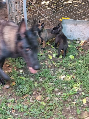pui malinois - imagine 4