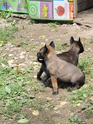 pui malinois