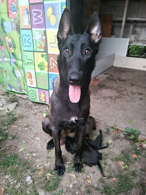 pui malinois - imagine 2