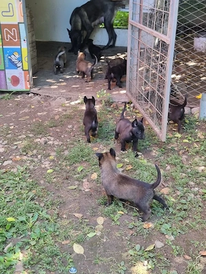 pui malinois - imagine 5