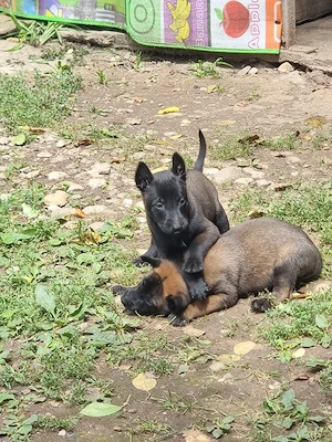 pui malinois - imagine 3