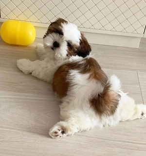 shih tzu mini toy  - imagine 2
