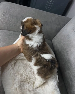 shih tzu mini toy - imagine 2