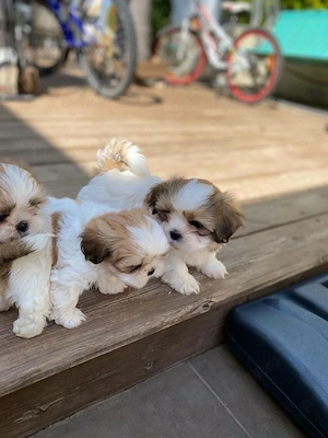 shih tzu mini toy superbi - imagine 2