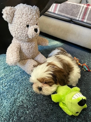 shih tzu mini toy superbi - imagine 3