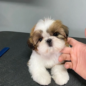 shih tzu mini toy - imagine 2