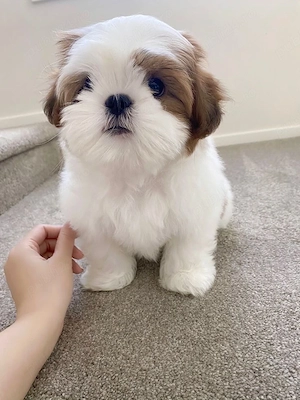 Bichon maltez mini toy tricolor  - imagine 3