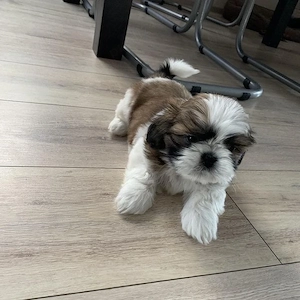 Bichon maltez mini toy tricolor  - imagine 2