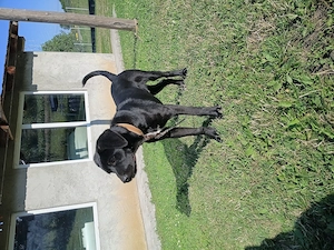 Cățel cane corso  - imagine 6