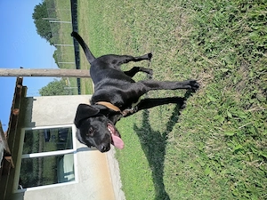 Cățel cane corso  - imagine 5