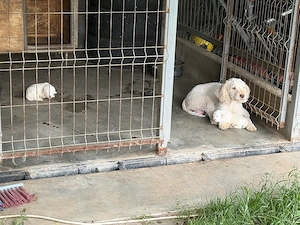 catei Lagotto din parinti culegatori de trufe - imagine 4