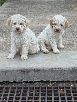 catei Lagotto din parinti culegatori de trufe - imagine 2