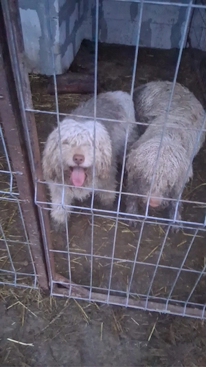 catei Lagotto din parinti culegatori de trufe - imagine 3