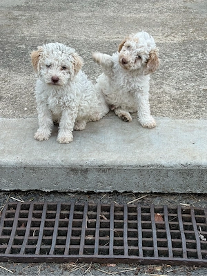 catei Lagotto din parinti culegatori de trufe