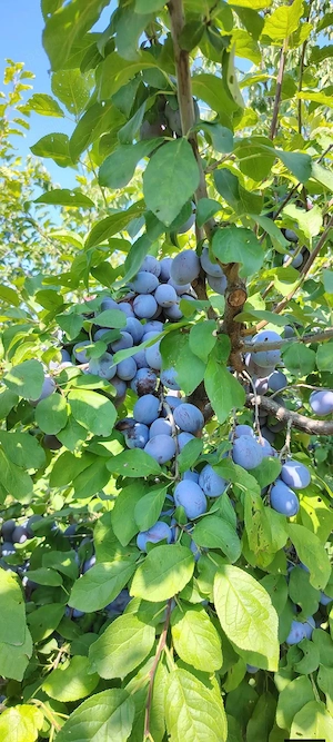 vand prune de tuica palinca cu trasport gratis la domicilul dumneavoastra 