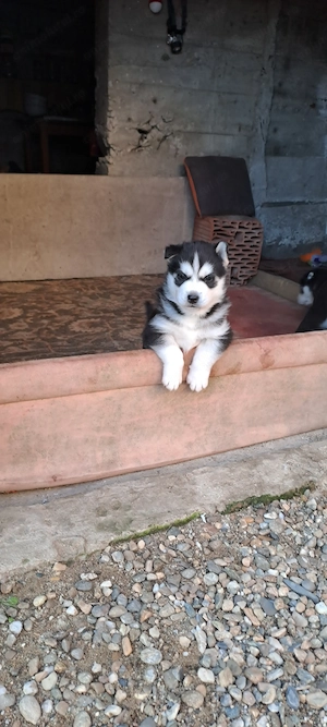 Pui husky  siberian  - imagine 4