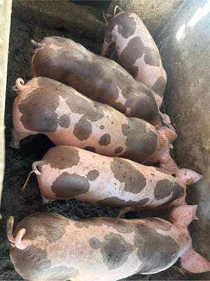 porci pietrain 2 luni 