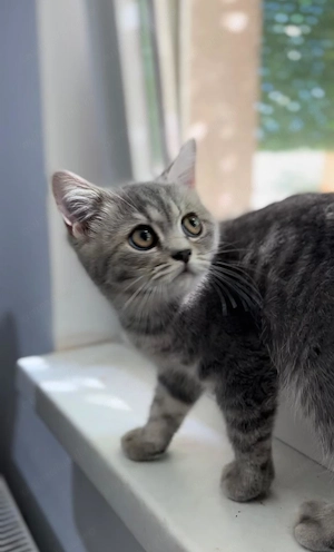 British Shorthair