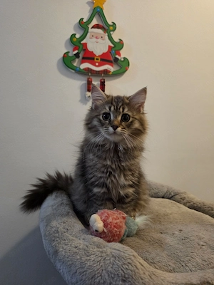 British Longhair