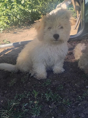 Bichon maltez 