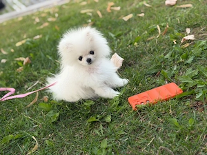 Pomeranian Extra Mini de buzunar