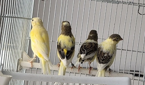 vând canari timbrado 