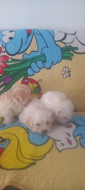 Vand bichon maltez