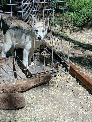 vand caini husky siberian  - imagine 3