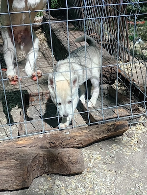 vand caini husky siberian  - imagine 2