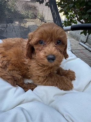 Caniche -Puddel Toy red Baiat  - imagine 5