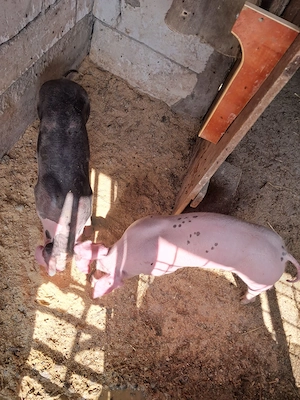 De vînzare purcei landrace