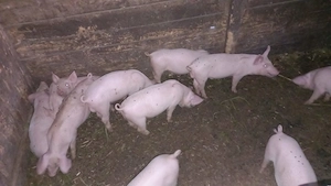 Purcei intarcati si hraniti natural
