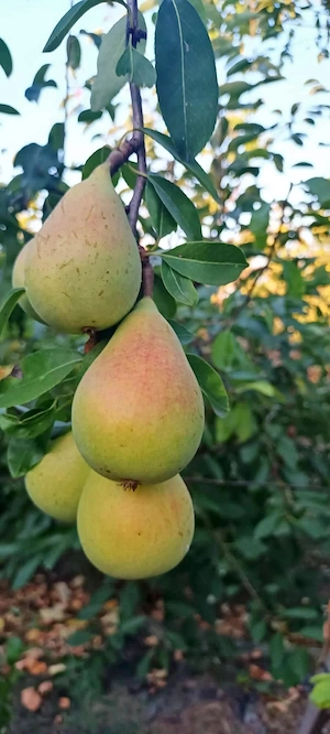 Vand pere mai multe soiuri dupa preferinta