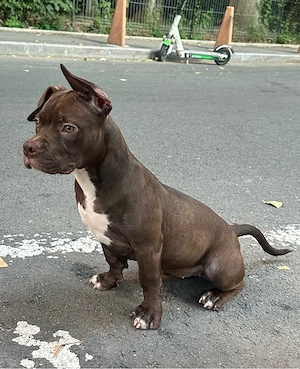 American Bully Pocket