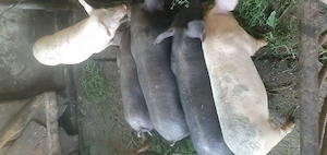 Purcei pietran cu landrace