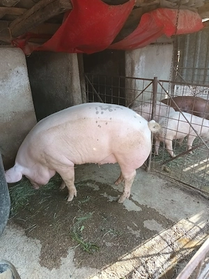 De vânzare porc de carne crescut natural la țară cu urueala.  - imagine 3