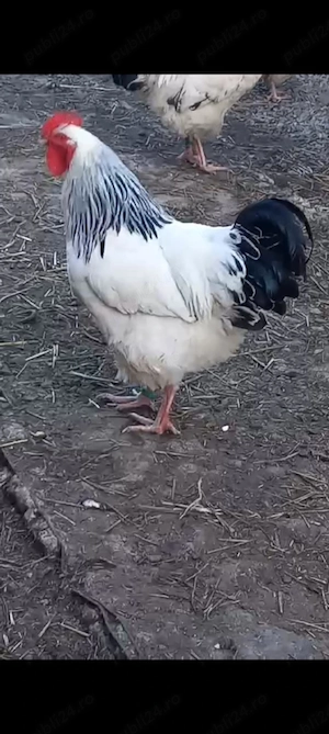 Pui sussex rasă pură 10 zile  - imagine 2