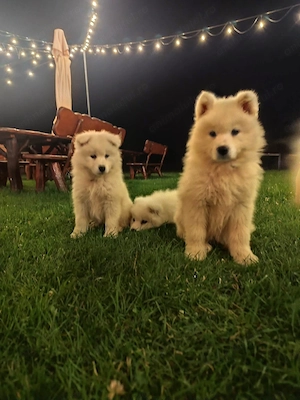 Pui samoyed isi cauta familie - imagine 2