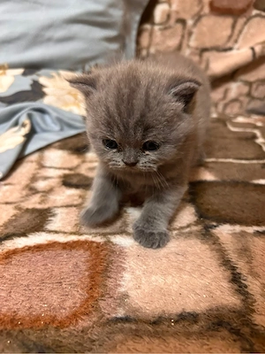 Pisici British Shorthair