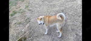 Akita inu japonez de 8 luni - imagine 3