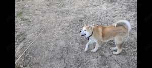 Akita inu japonez de 8 luni - imagine 2