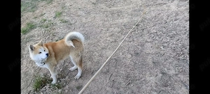 Akita inu japonez de 8 luni - imagine 4