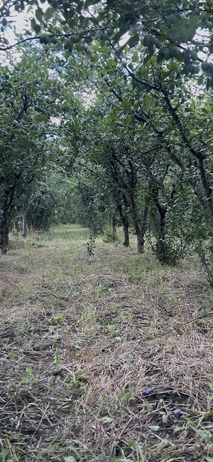 Curățări terenuri, defrișări 