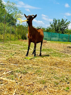 Iada 1,5 ani Alpina Franceza Gestanta  - imagine 4