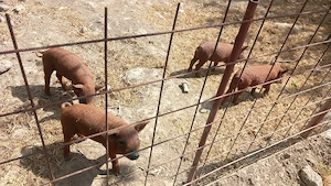 purcei mangalita