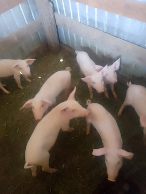 Purceii rasă Marele Alb 