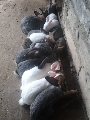 Se vinde iepuri  - imagine 3