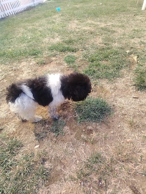 Bichon havanez vv - imagine 5