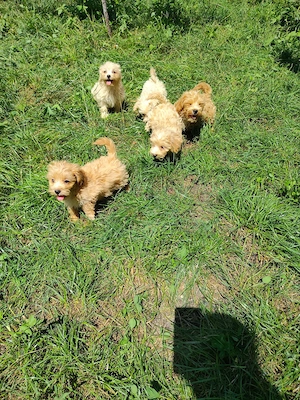 Maltipoo fetite și baietei - imagine 2