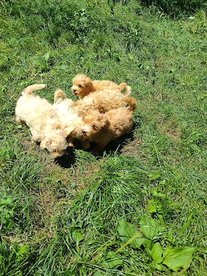 Maltipoo fetite și baietei